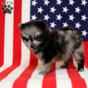 Xaiver, Pomeranian Puppy